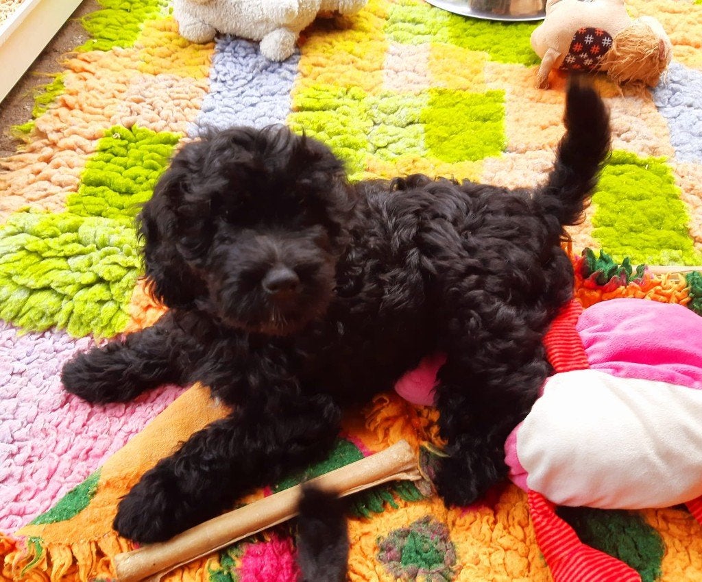 Aussiedoodle X doodle mini, 8 tot 15 weken, Parvo, Meerdere, Meerdere dieren