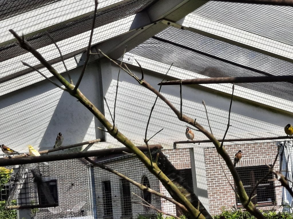 Vogels, Meerdere dieren, Parkiet, Geringd