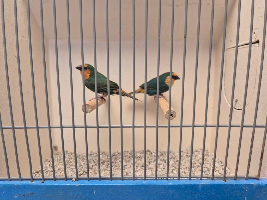 zeegroene roodkop papegaai amadines, Dieren en Toebehoren, Meerdere dieren