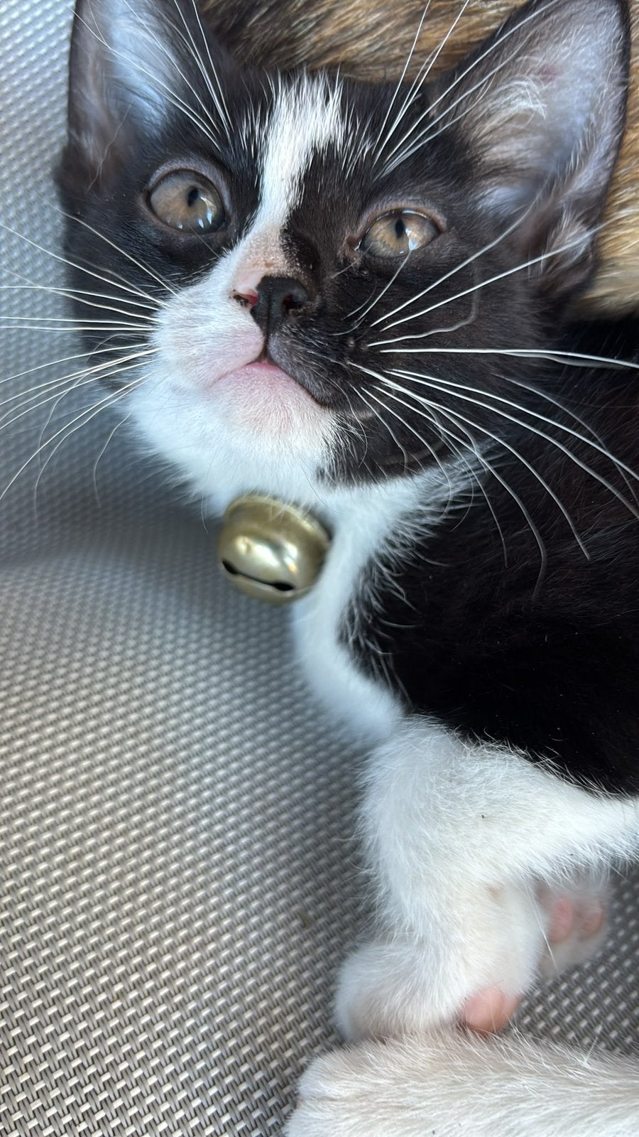 Kittens in Apeldoorn, Meerdere dieren