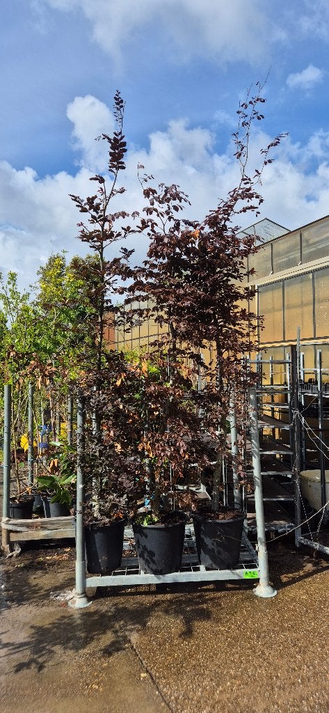 Rode beuk (Fagus sylvatica 'Atropunicea'), Ophalen, Beukenhaag, 100 tot 250 cm