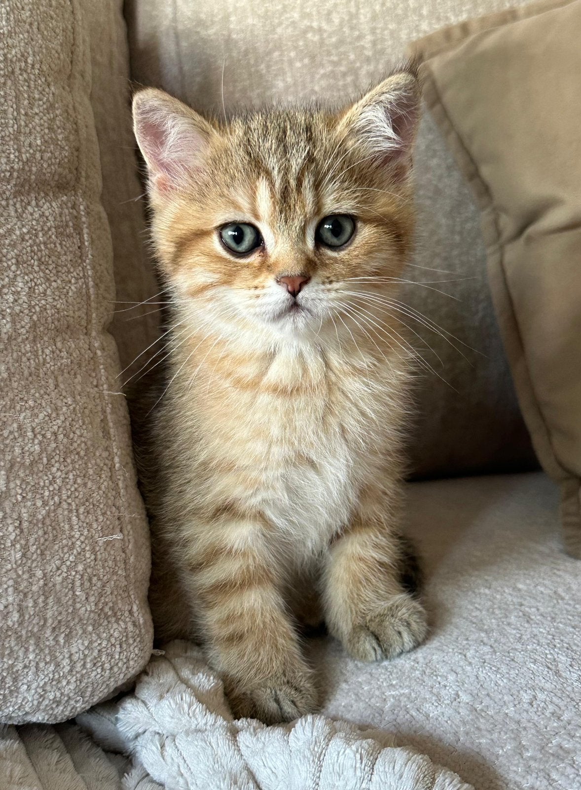 Britse korthaar kittens, Dieren en Toebehoren, Katten en Kittens | Overige Katten, Meerdere dieren