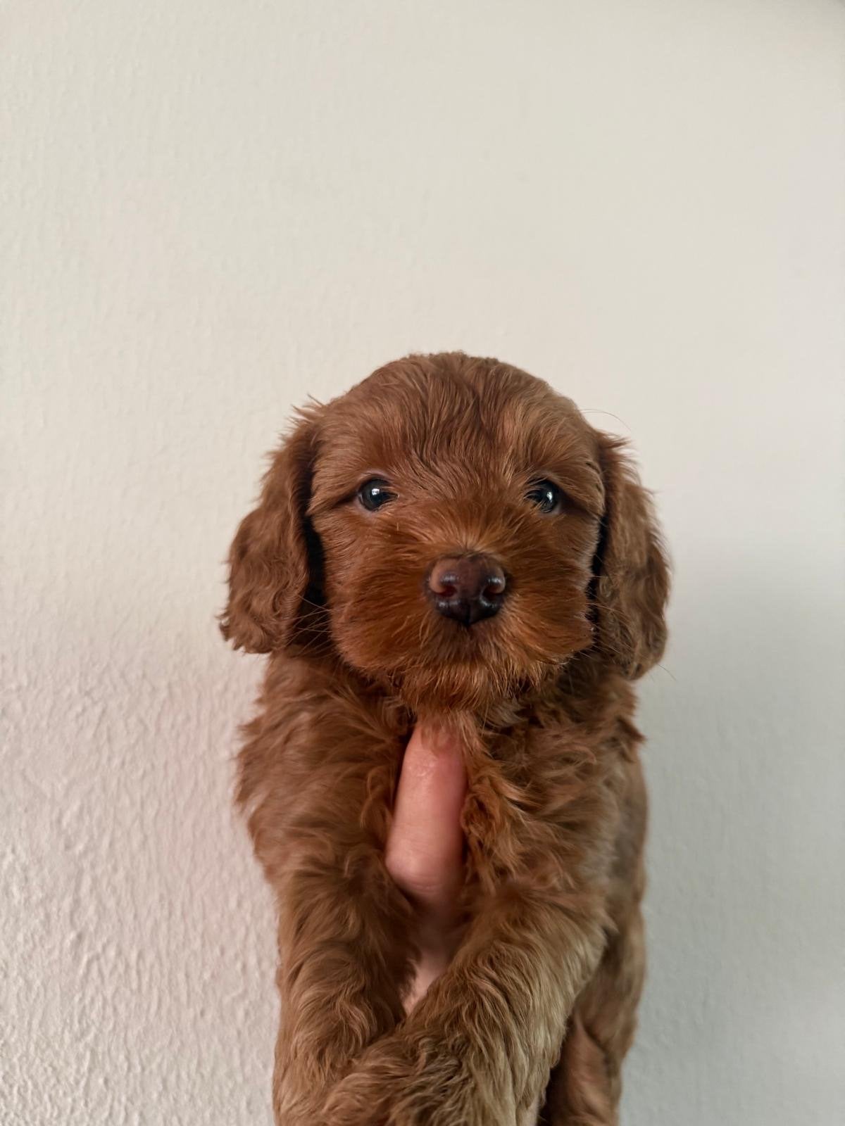 Mini australian labradoodle pups, Dieren en Toebehoren, CDV (hondenziekte), 8 tot 15 weken, Meerdere, Meerdere dieren