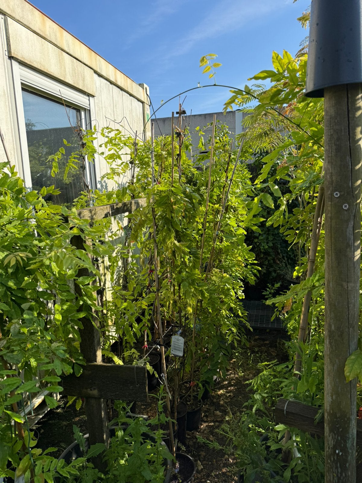 Blauwe regens of wisteria div maten en soorten gestekt, Ophalen, Vaste plant, Halfschaduw, Klimplanten