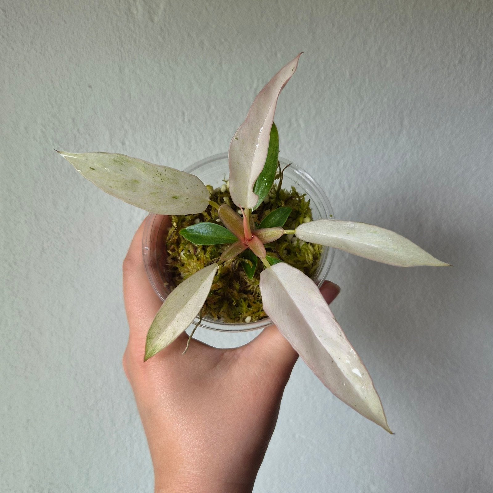 Philodendron Caramel Marble Pink variegated, Ophalen of Verzenden