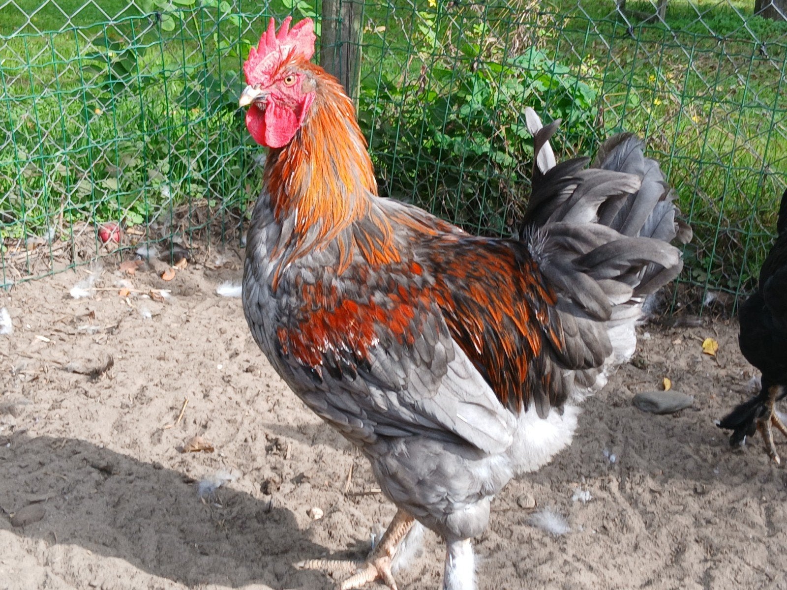 Marans koper blauw haan, Mannelijk, Kip
