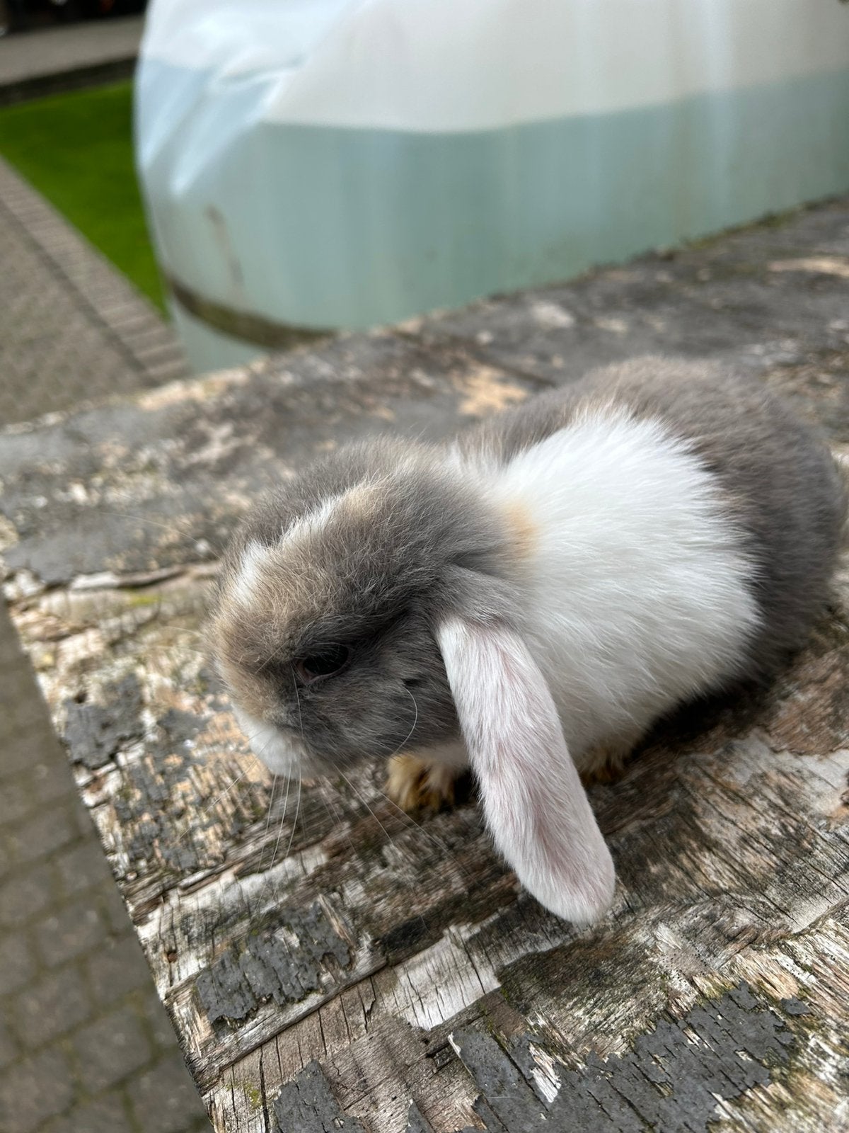 Jonge dwerghangoortjes NHD, Meerdere dieren, Dwerg, Hangoor, 0 tot 2 jaar