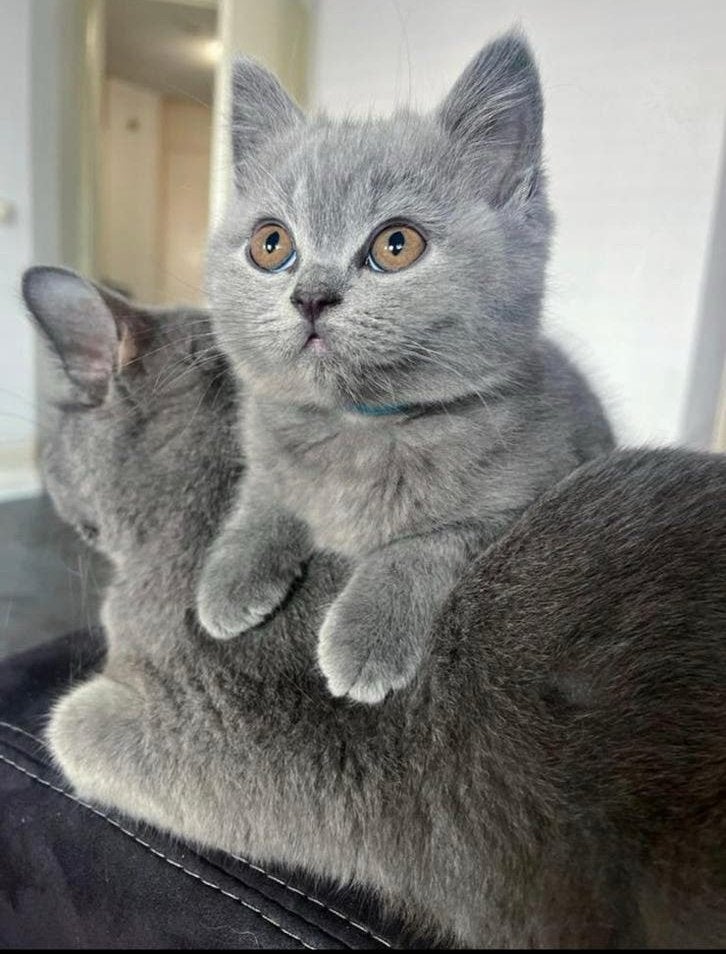 raszuivere Britse korthaar kittens, mogen nestje verlaten, Dieren en Toebehoren, Katten en Kittens | Raskatten | Korthaar, Meerdere dieren