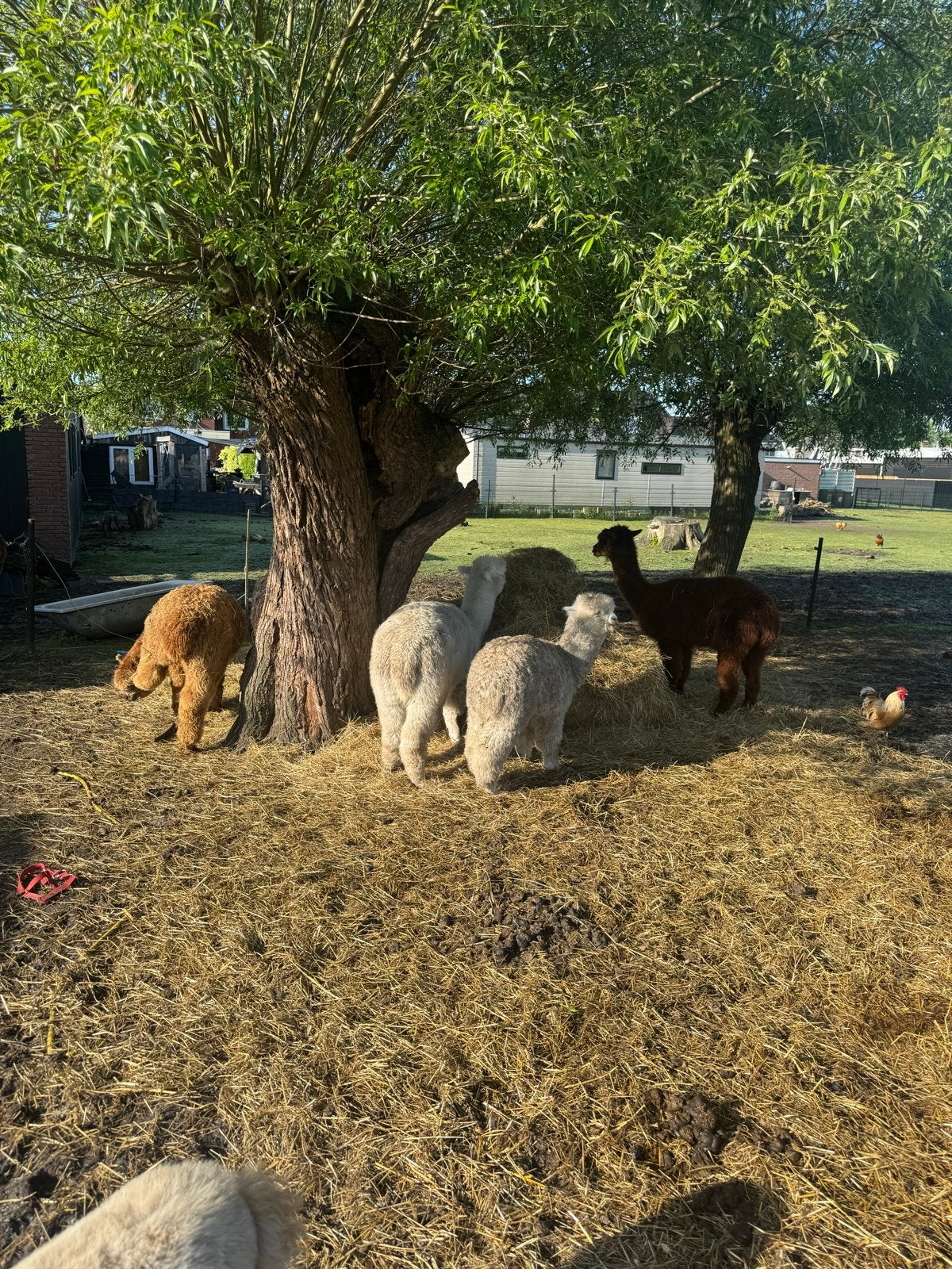 Alpaca groep, Dieren en Toebehoren, Overige Dieren, Mei, Meerdere dieren