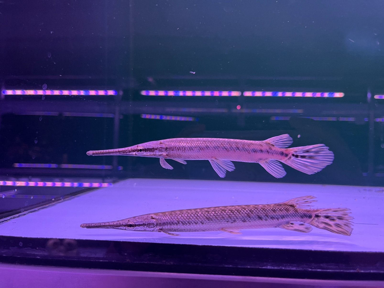 Florida gar, Vis