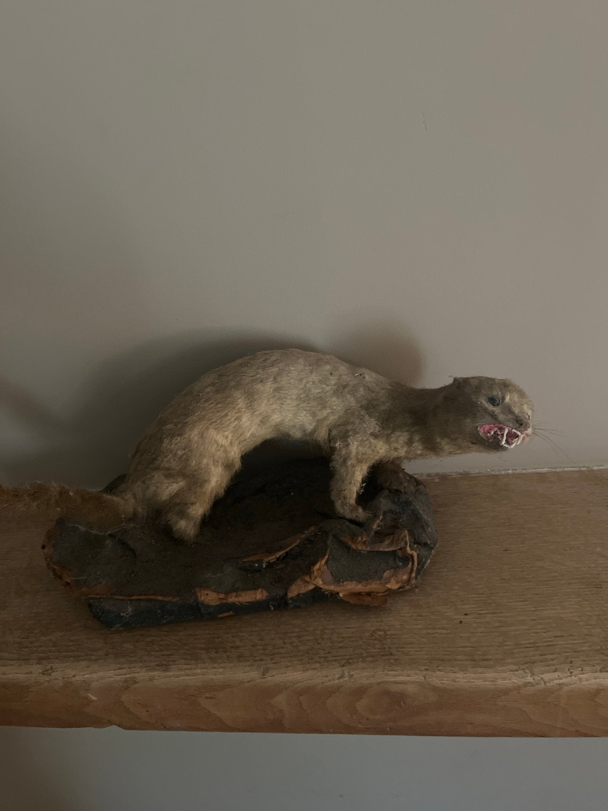 Opgezette Hernelijn - Uniek Decoratiestuk, Verzamelen, Ophalen of Verzenden, Gebruikt