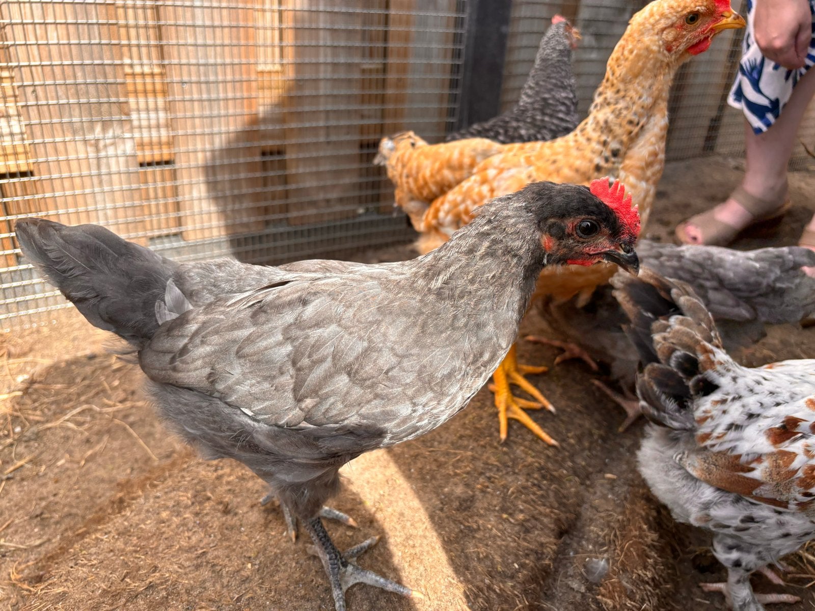 Kippen, diverse rassen, Geslacht onbekend, Kip