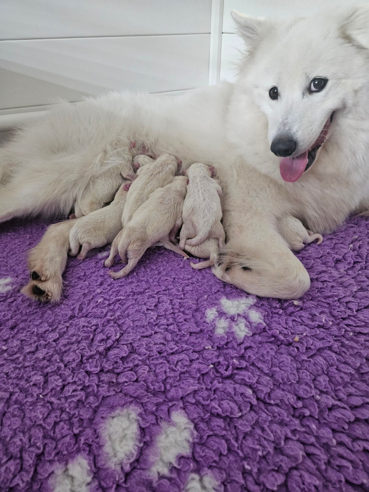 pups samojeed x, 8 tot 15 weken, Poolhond, Meerdere, Meerdere dieren