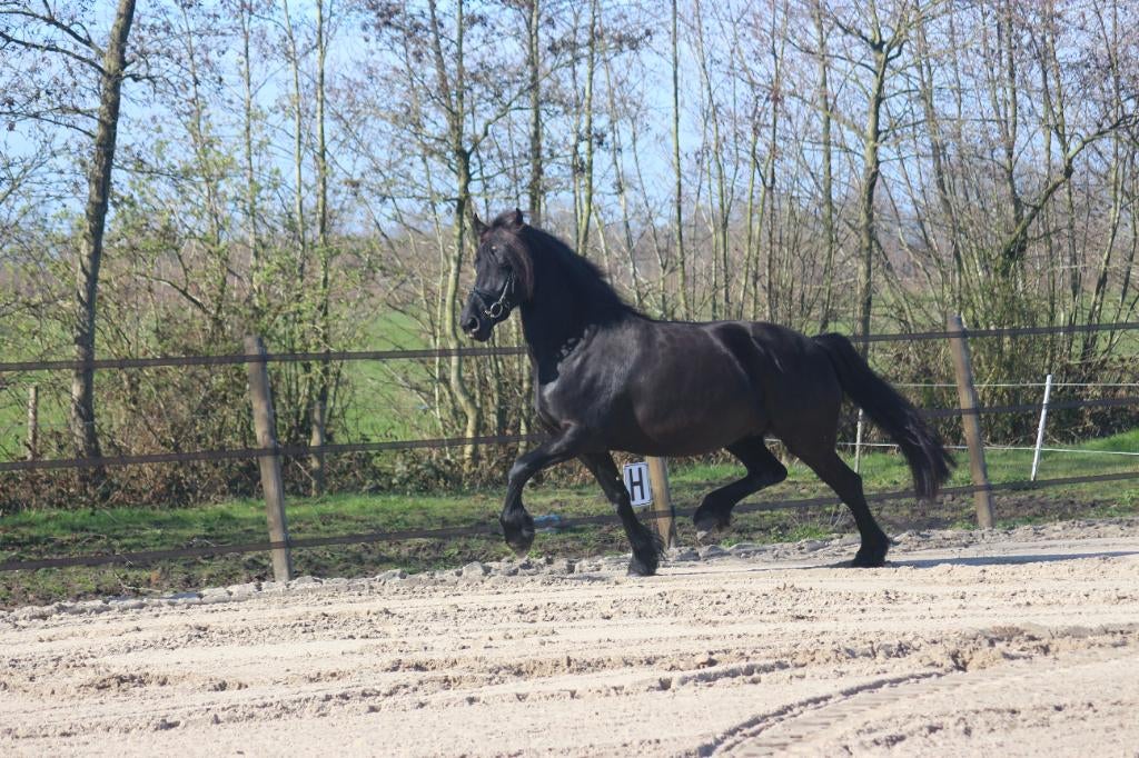 Friese Stermerrie – drachtig van reservekampioen Mans 543, Dieren en Toebehoren, Merrie, Met stamboom, Dressuurpaard, 3 tot 6 jaar