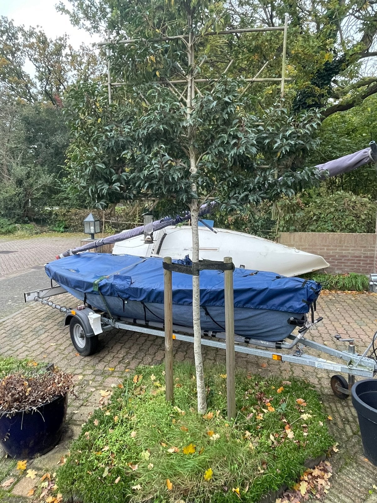 Laurierkers leiboom, Tuin en Terras, Bloeit niet, Leiboom, 250 tot 400 cm, Ophalen