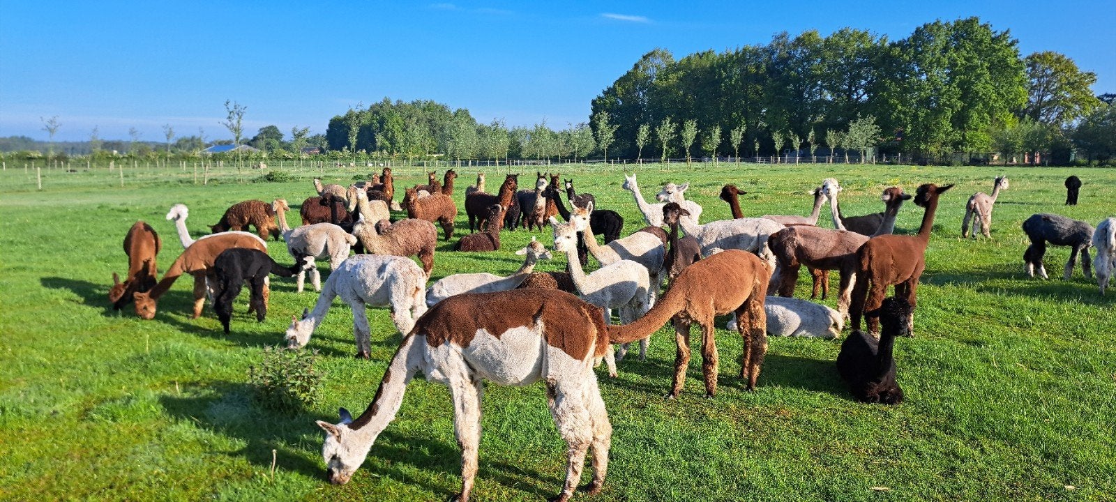 16 Alpaca veulens, Dieren en Toebehoren, Overige Dieren, Juni, Meerdere dieren