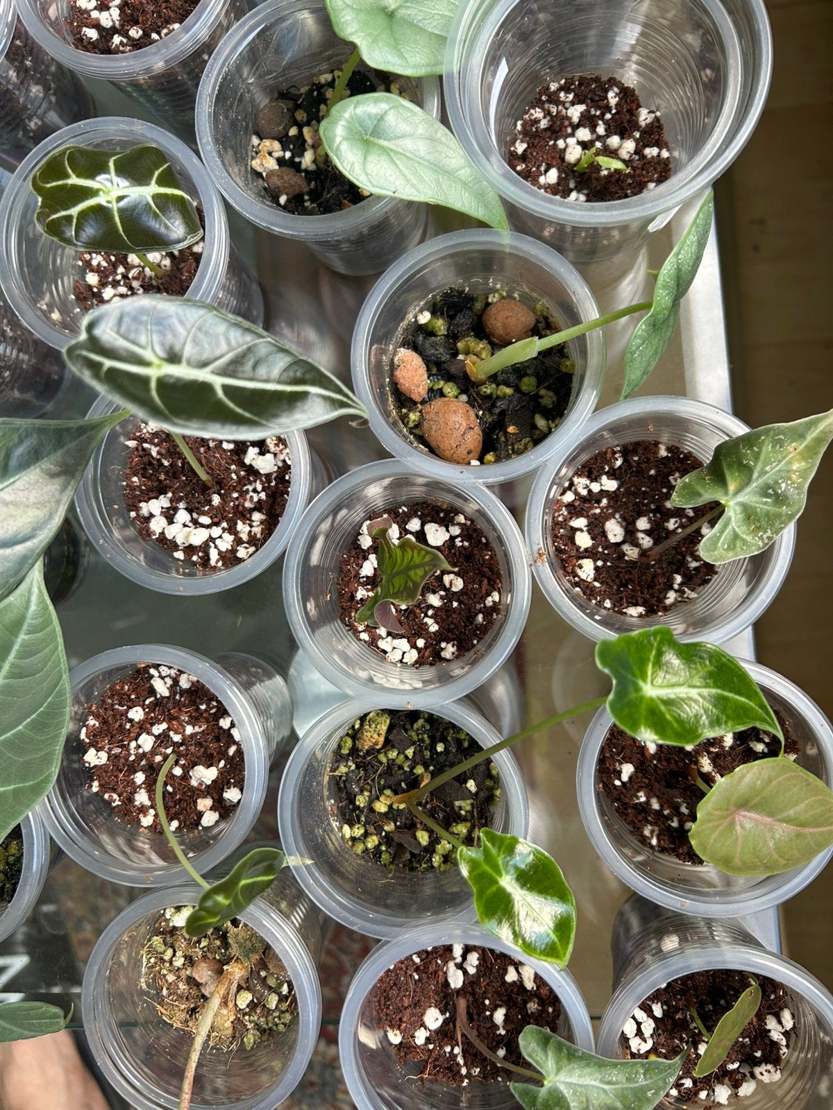 Alocasia Pakket, Huis en Inrichting, Kamerplanten, Ophalen of Verzenden, Halfschaduw, Minder dan 100 cm