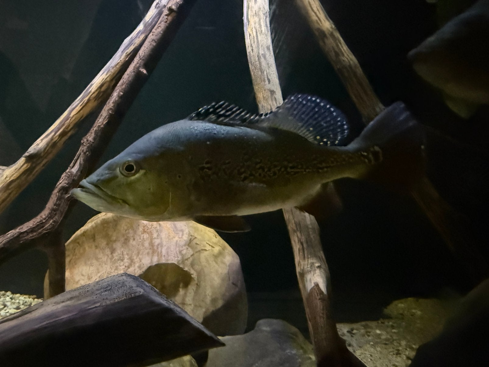 Te koop 4x Cichla Ocellaris tussen 20-30cm, Dieren en Toebehoren, Vis