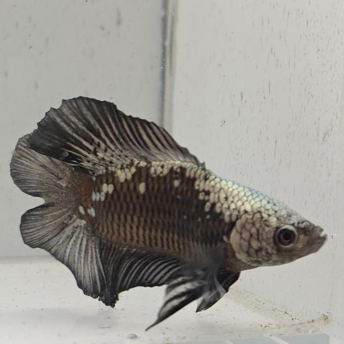 Betta splendens man 13, Dieren en Toebehoren, Vissen | Aquariumvissen, Vis