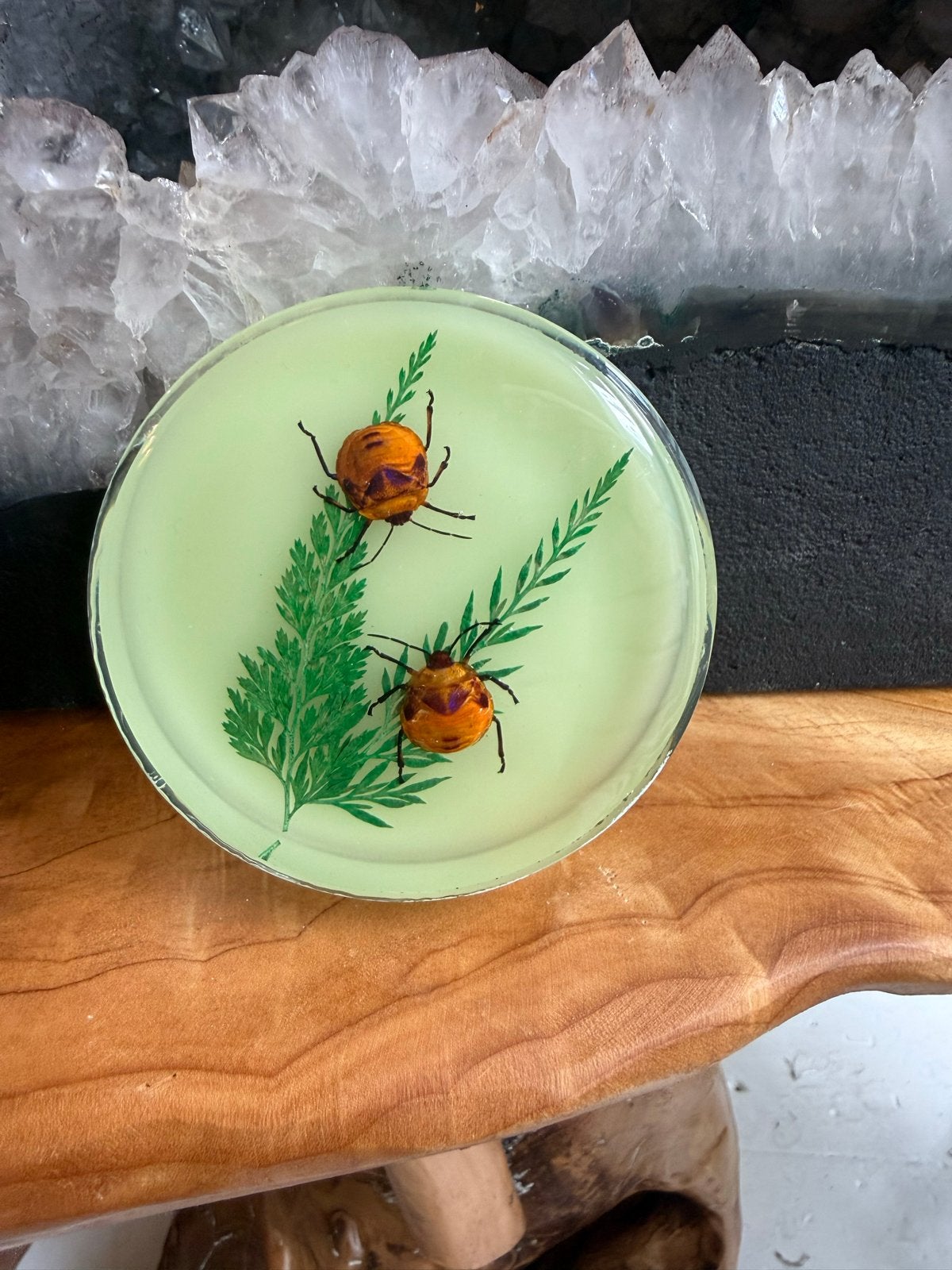 Insecten in hars - Uniek decoratiestuk, Ophalen, Zo goed als nieuw, Insect, Overige typen