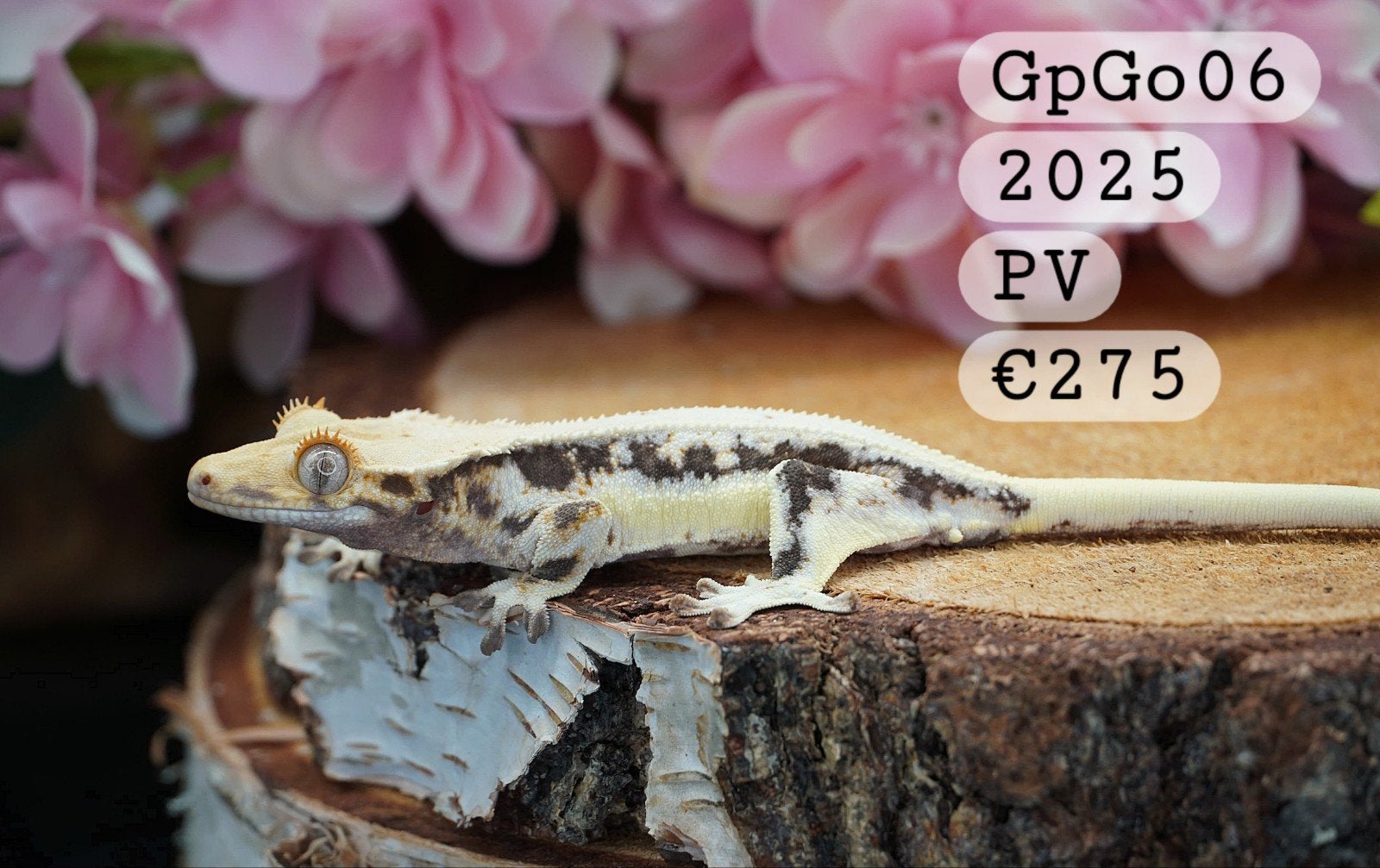 Lilly White Wimpergekko C.Ciliatus Crested Gecko - unknown for sale from Colourful Exotics