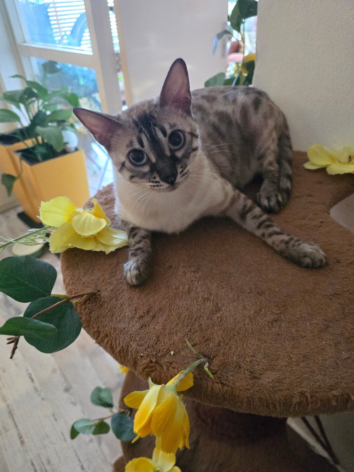 Snow/sneeuwbengaal poes, Poes, 0 tot 2 jaar