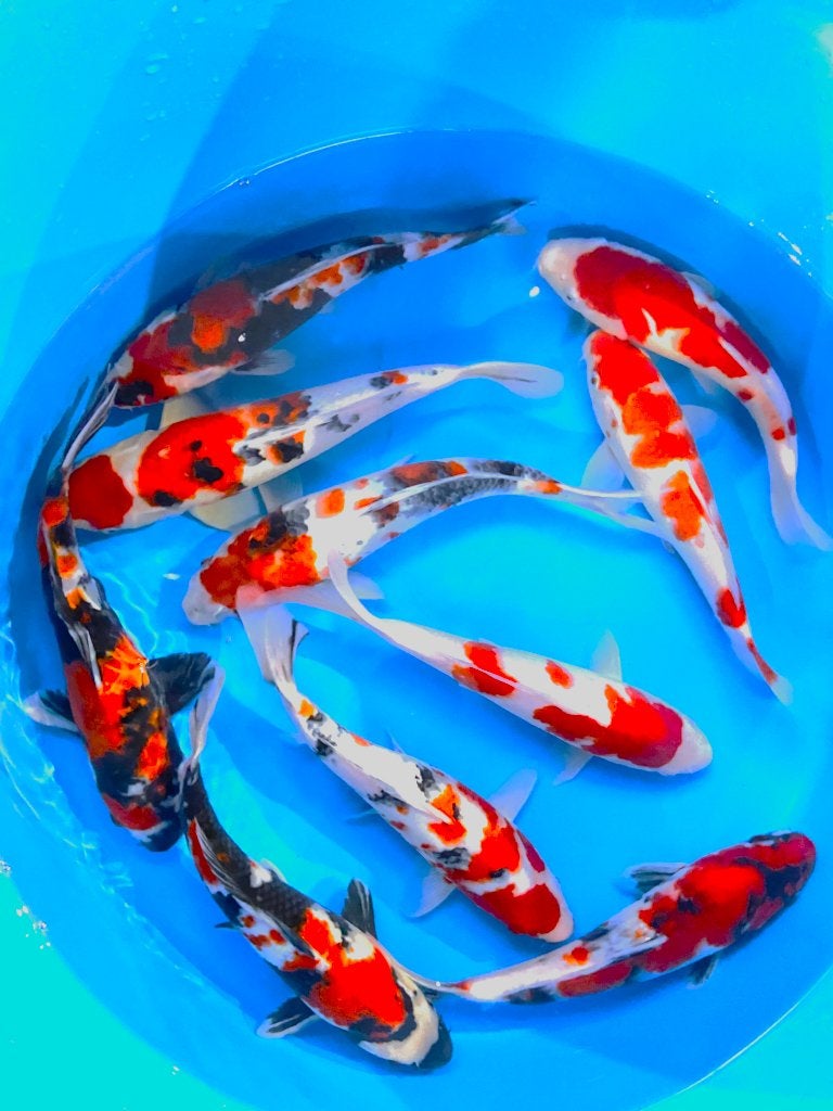 Japankoi, Jonge jumbo`s Nisai  einde siezoenopruiming, Karper of Koi