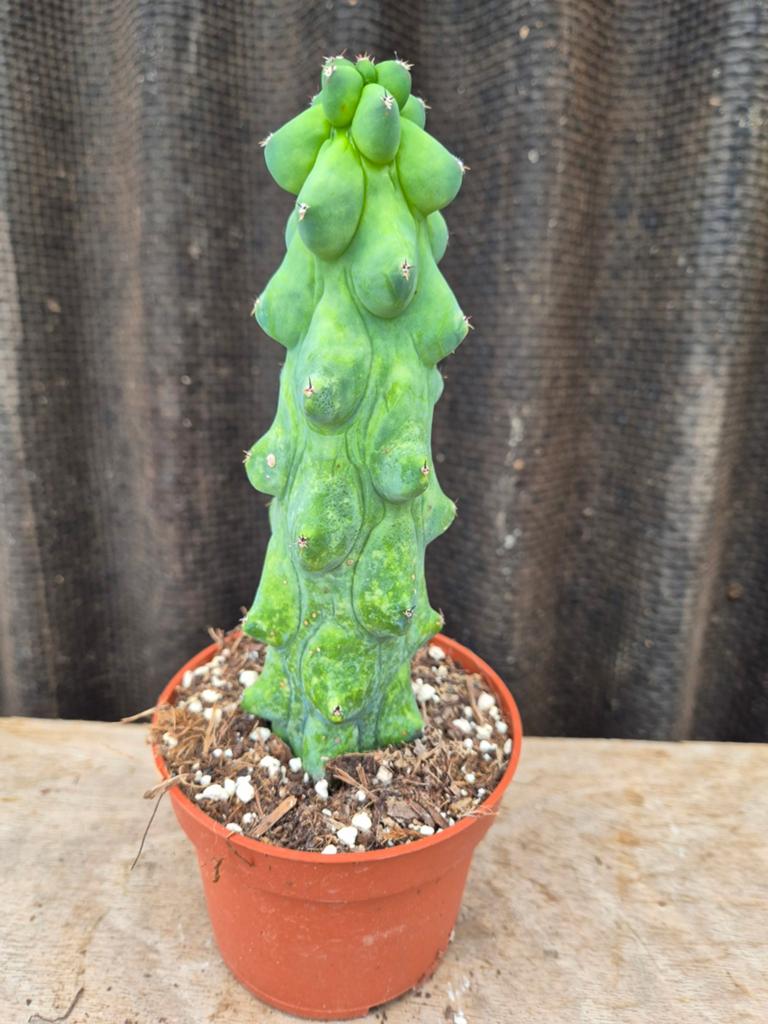 Boobiecactus XL (2), Ophalen of Verzenden, Halfschaduw, Minder dan 100 cm