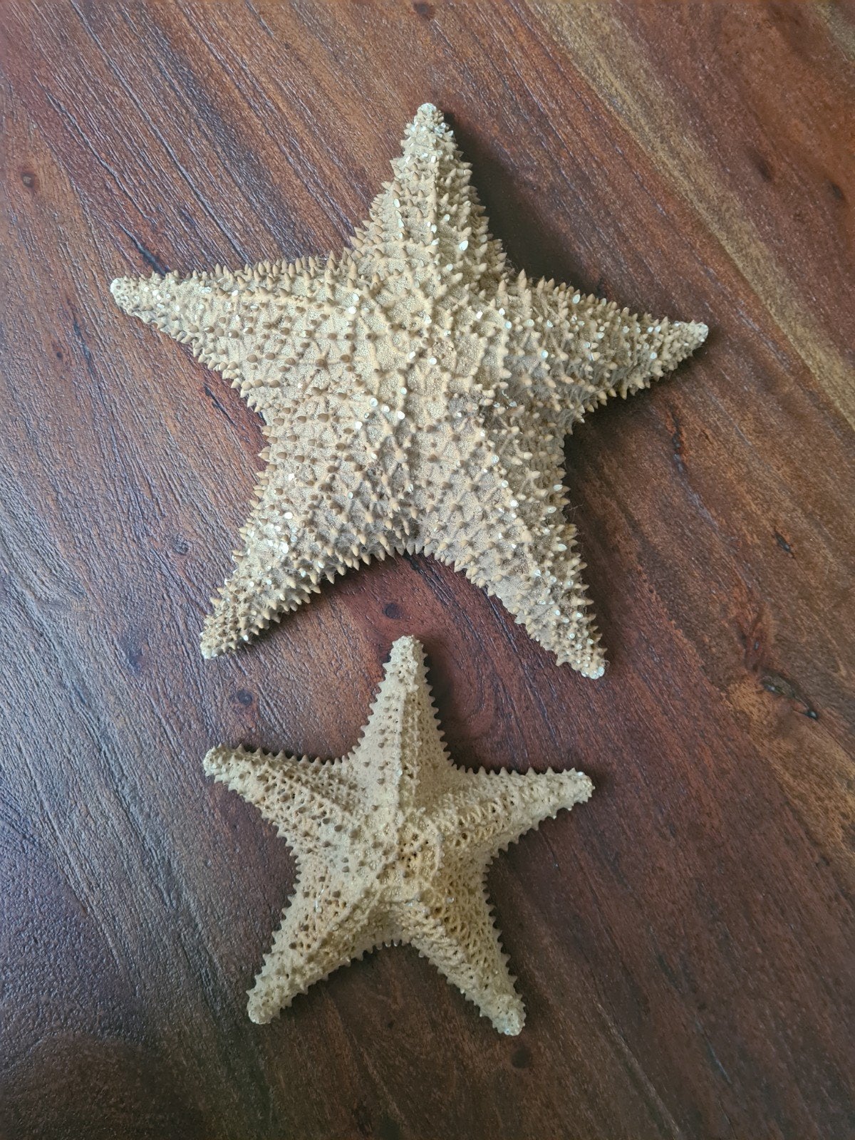 Decoratieve zeesterren - set van 2, Verzamelen, Ophalen of Verzenden, Gebruikt