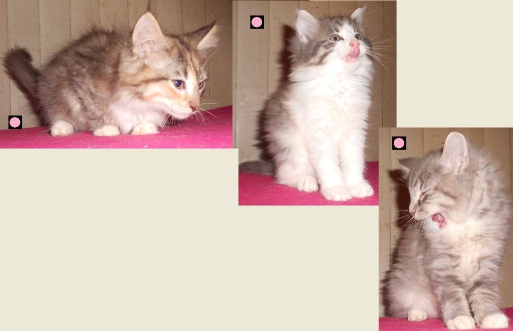 Raszuivere Noorse boskat kittens (mogen nu direct op stap), Meerdere dieren, 0 tot 2 jaar