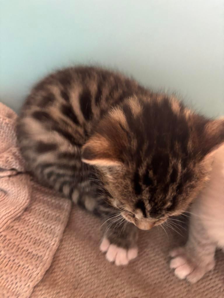 Bengaal x ragdoll kittens allemaal GERESERVEERD, Dieren en Toebehoren, Meerdere dieren, Ontwormd, 0 tot 2 jaar