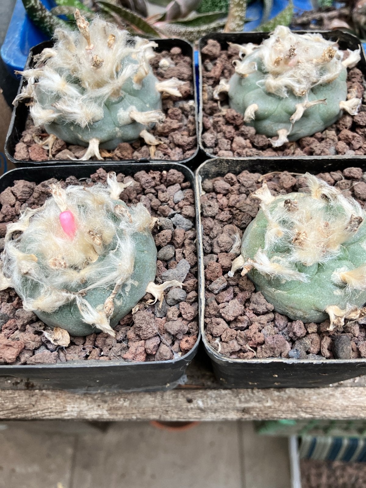 4 Lophophora Williamsii Cactussen - Unieke Collectie, Tuin en Terras, Planten | Tuinplanten, Overige soorten, Volle zon, Vaste plant
