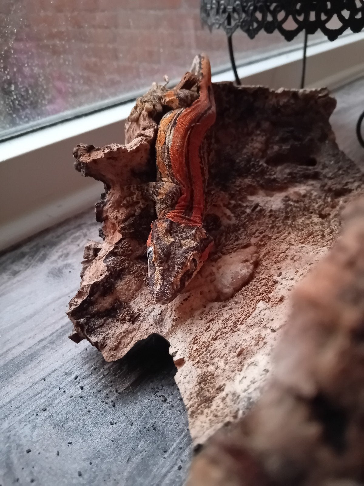 gargoyle gekko, 0 tot 2 jaar