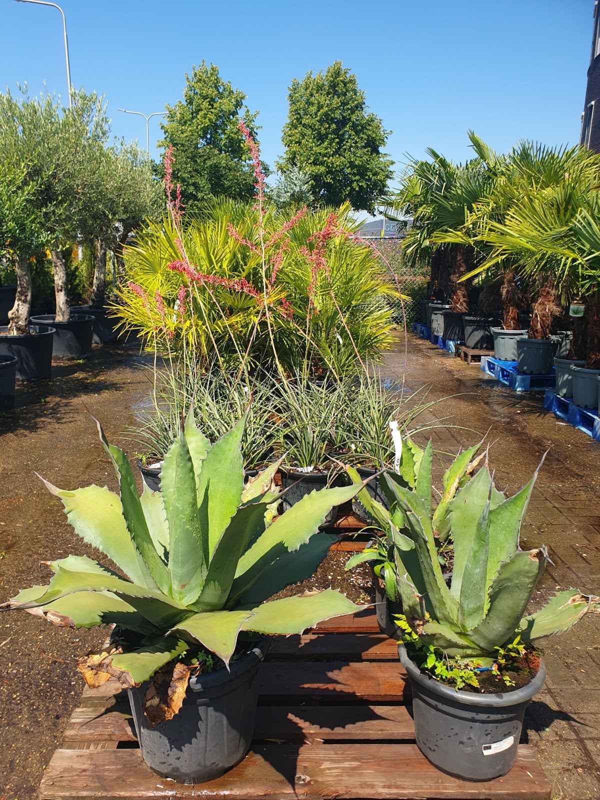 Aanbieding 50% korting, Tuin en Terras, Overige soorten, Minder dan 100 cm, Zomer, Ophalen