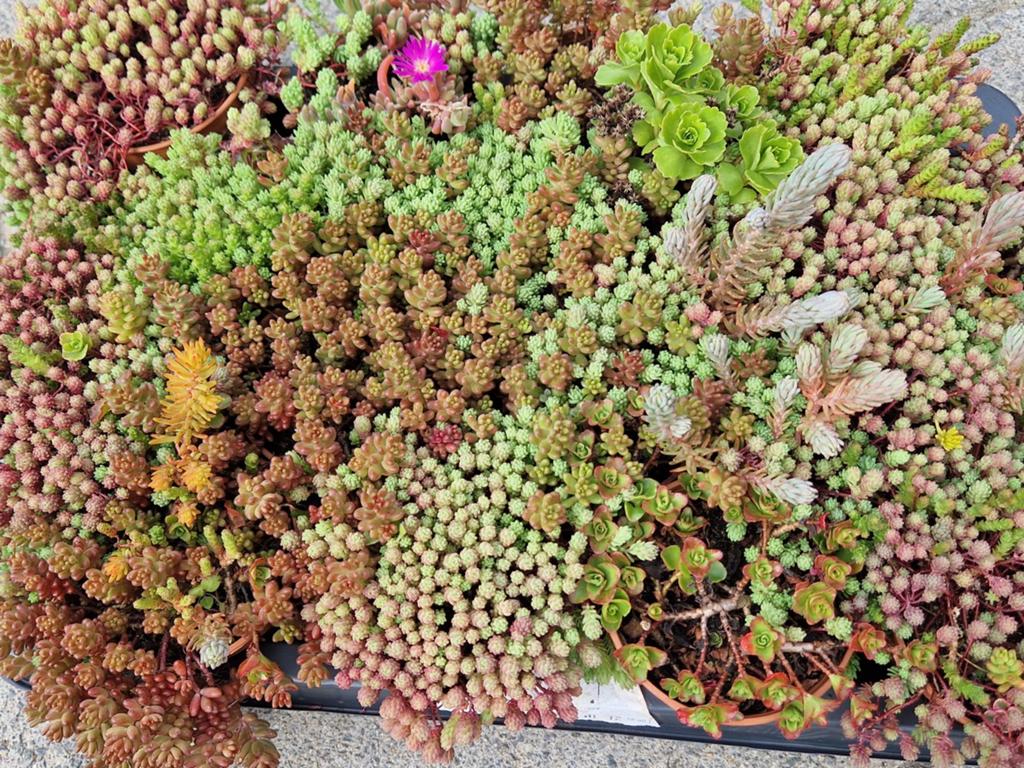 Diverse sedum, Tuin en Terras, Ophalen, Bodembedekkers, Volle zon, Vaste plant