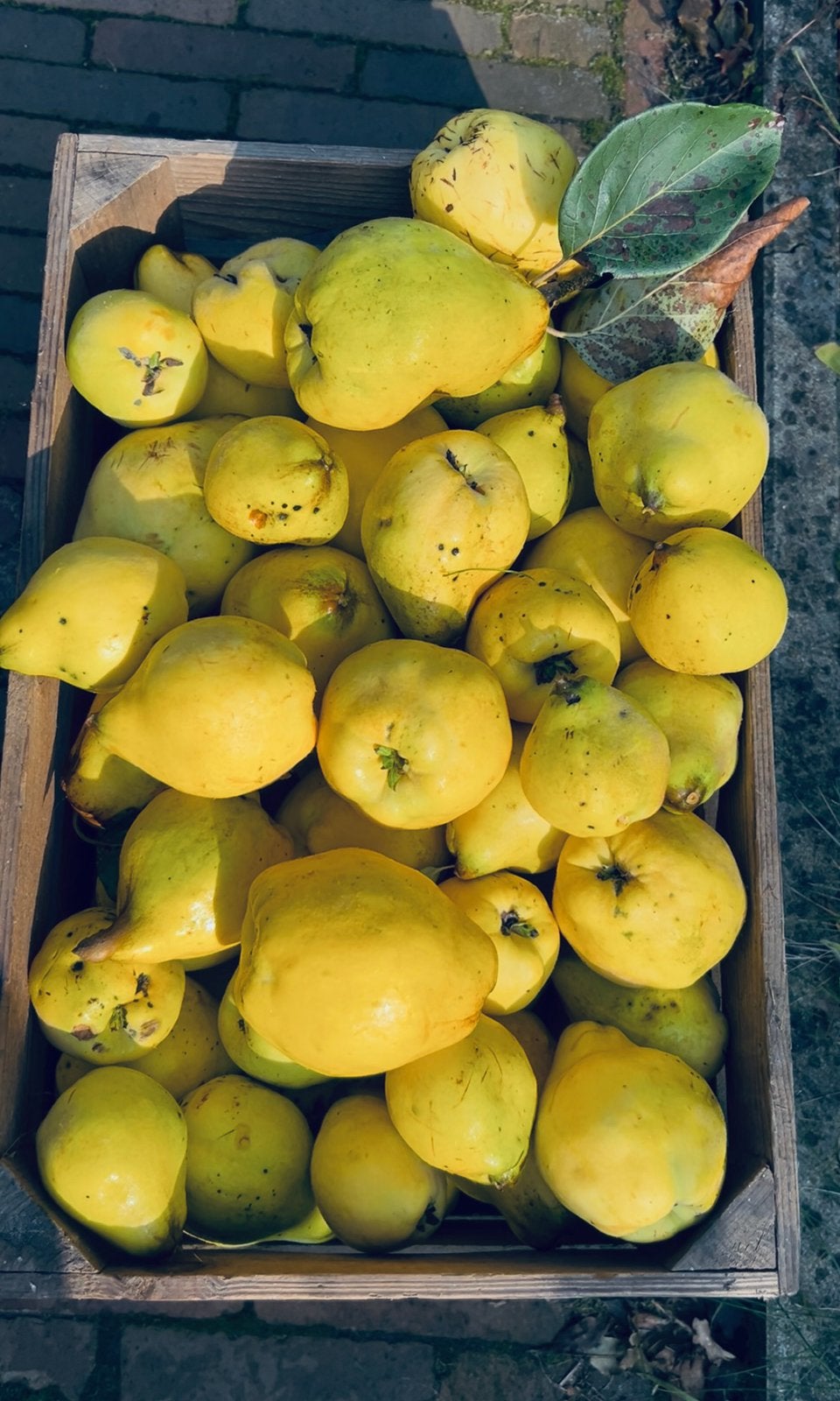 Kweeperen (uitverkocht), handperen, appels, walnoten, Ophalen