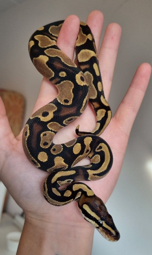 1.0 66% het dreamsicle koningspython python regius Ball Python - male for sale from Snakesnballoons