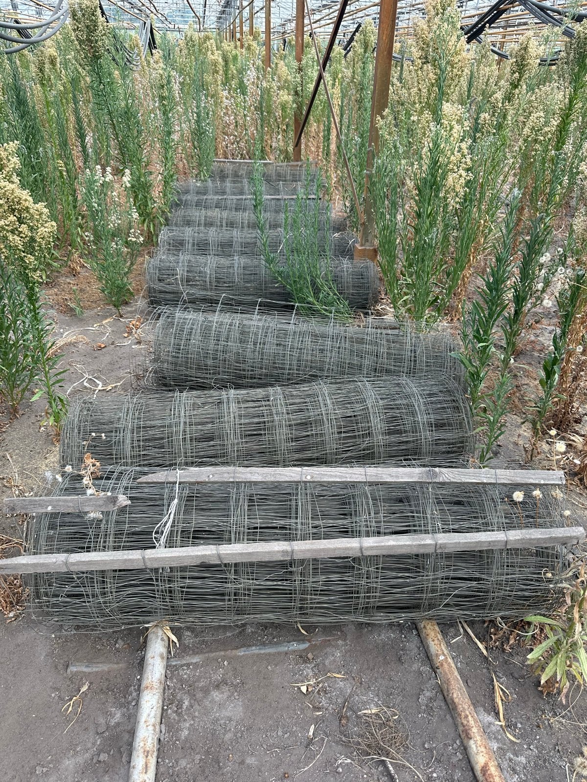 Rollen bloemgaas / geleide gaas voor bloementeelt, Ophalen of Verzenden, Gebruikt, 20 meter of meer, Gaas