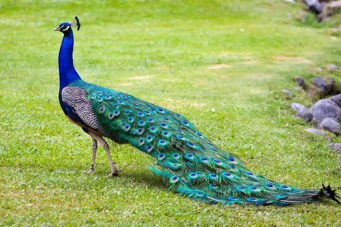 Stoere Pauw vogel......................., Dieren en Toebehoren, Vogels | Overige Vogels, Mannelijk, Wildzangvogel