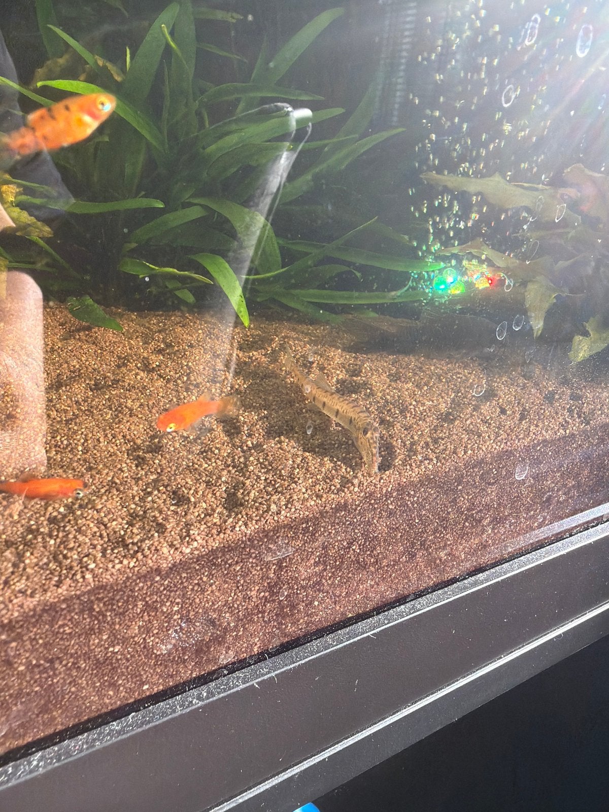 Jonge platys, Dieren en Toebehoren, Vissen | Aquariumvissen, Vis