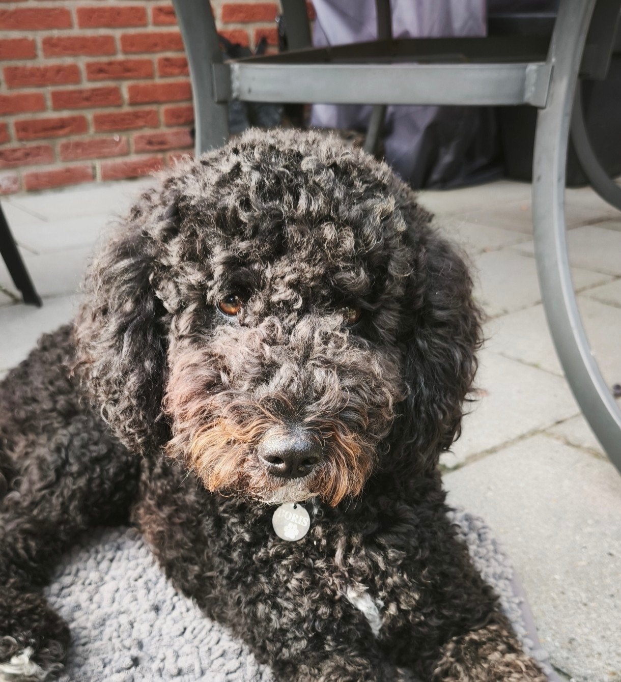 Goed nieuw huis gezocht voor Boris, 1 tot 2 jaar, Eén hond, CDV (hondenziekte), Nederland