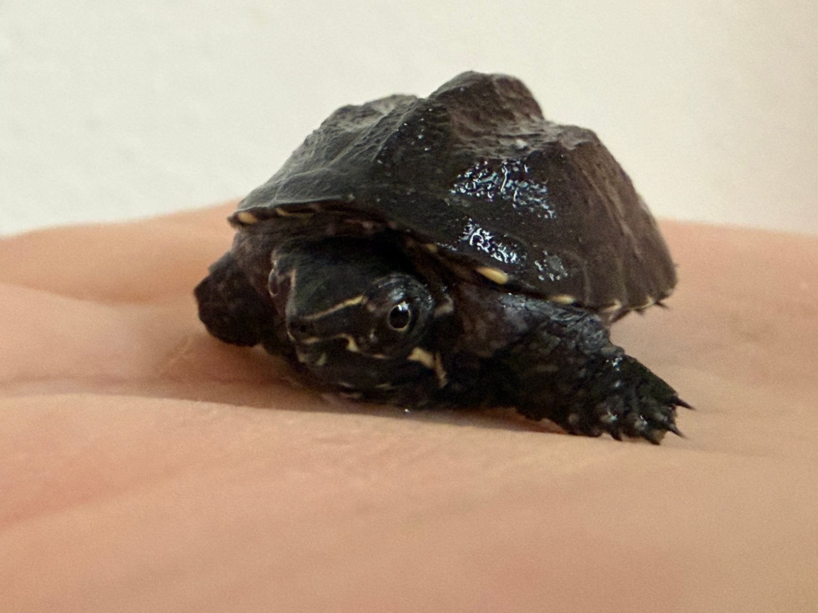 Muskusschildpad / STERNOTHERUS ODORATUS Baby’s (27/7/2026), Dieren en Toebehoren, Reptielen en Amfibieën, Schildpad, 0 tot 2 jaar