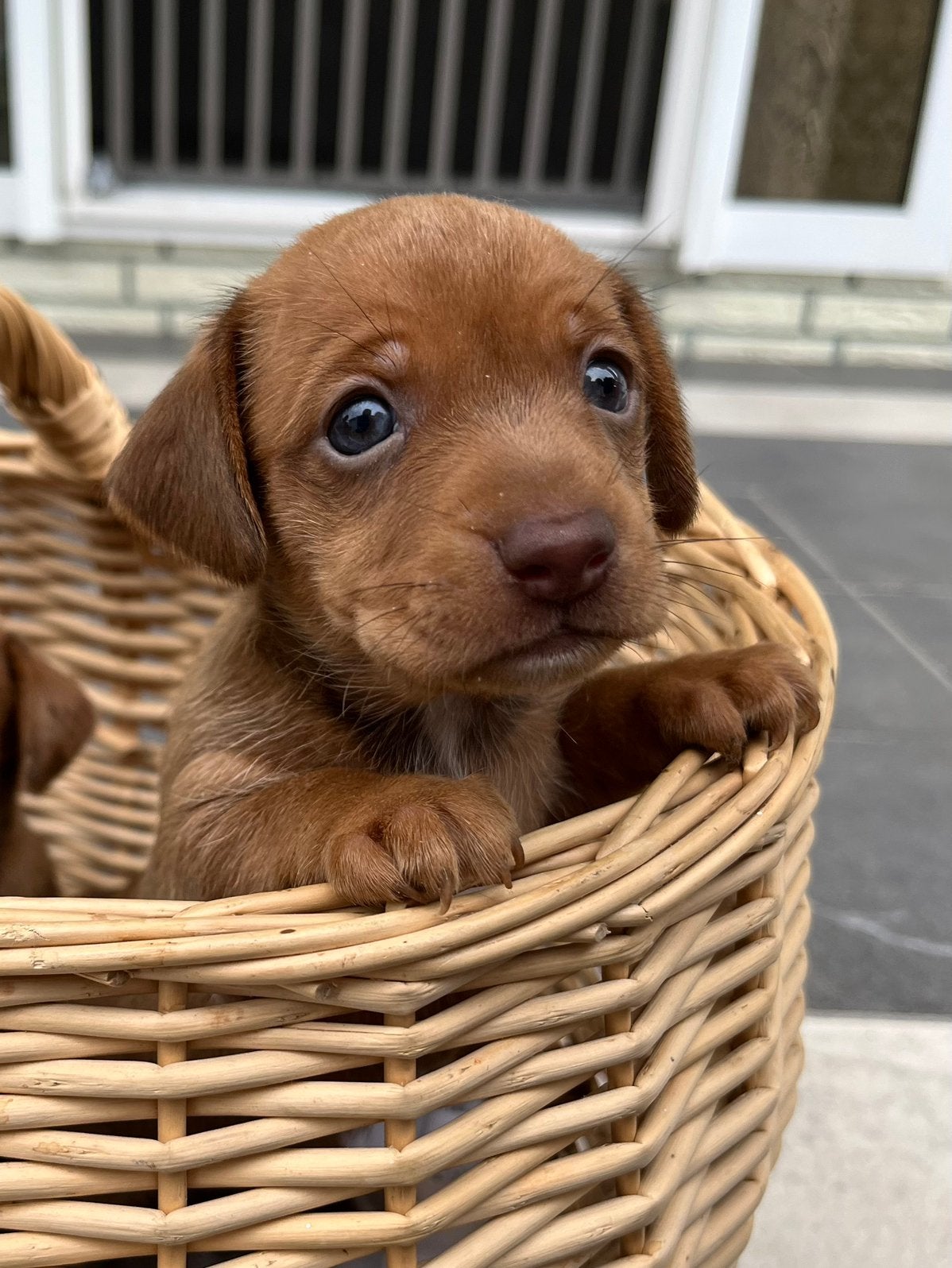 Puppy’s jackrussel x teckel, Ophalen