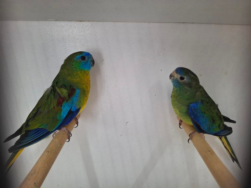 Koppel turquoisine parkieten wildkleur, Meerdere dieren, Parkiet, Geringd