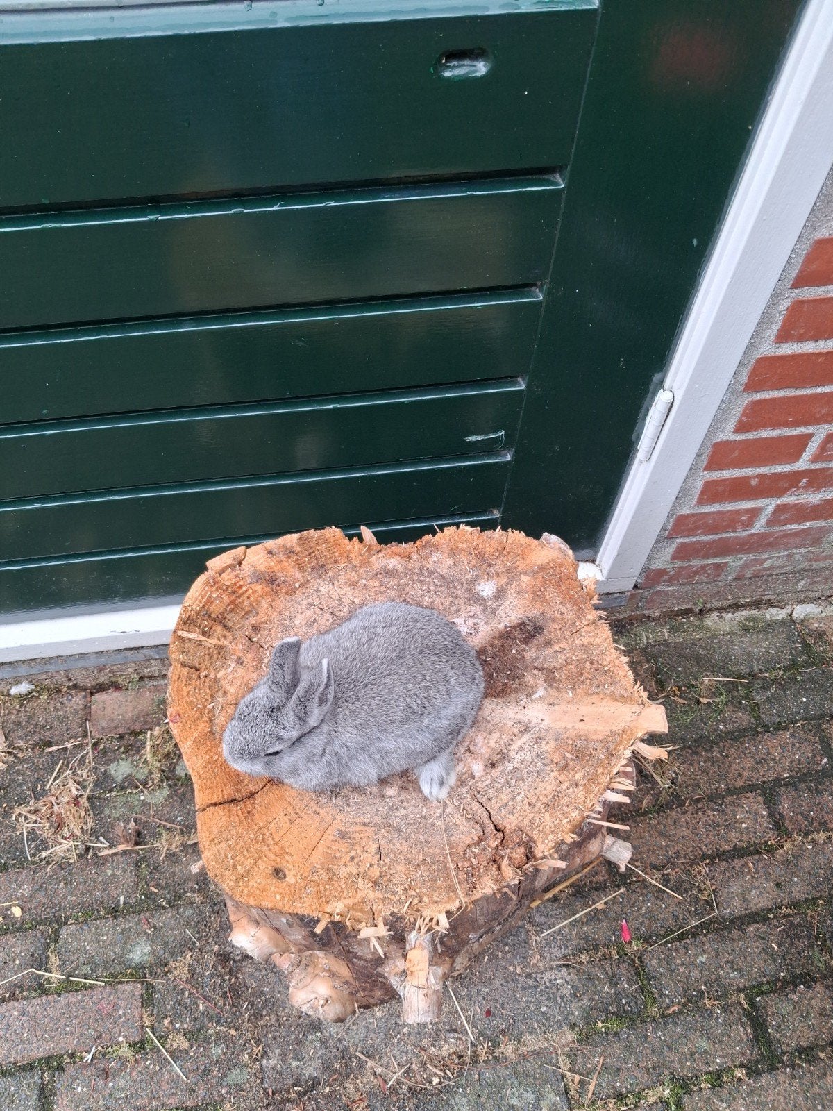 Konijn, Dieren en Toebehoren, Konijnen, Vrouwelijk, Dwerg, 0 tot 2 jaar