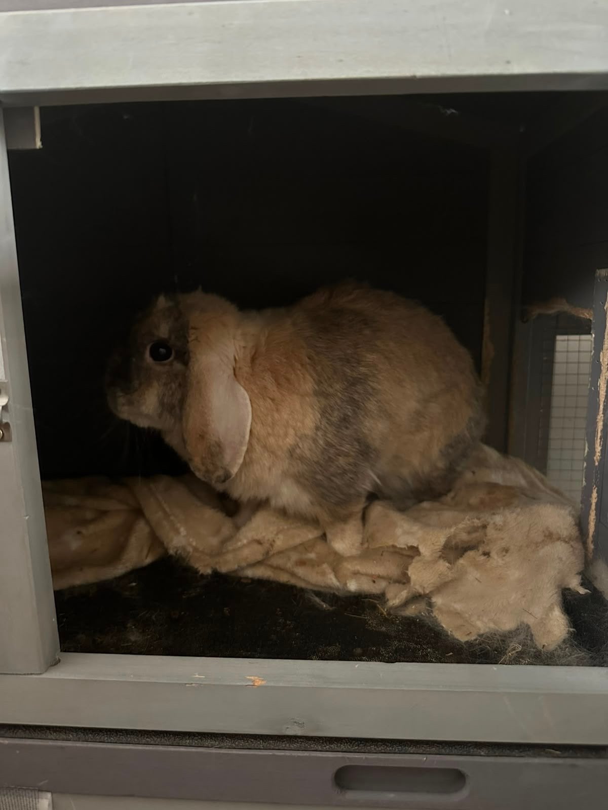 Konijn minilop zoekt nieuw huisje, Dieren en Toebehoren, December, Mannelijk, Tam