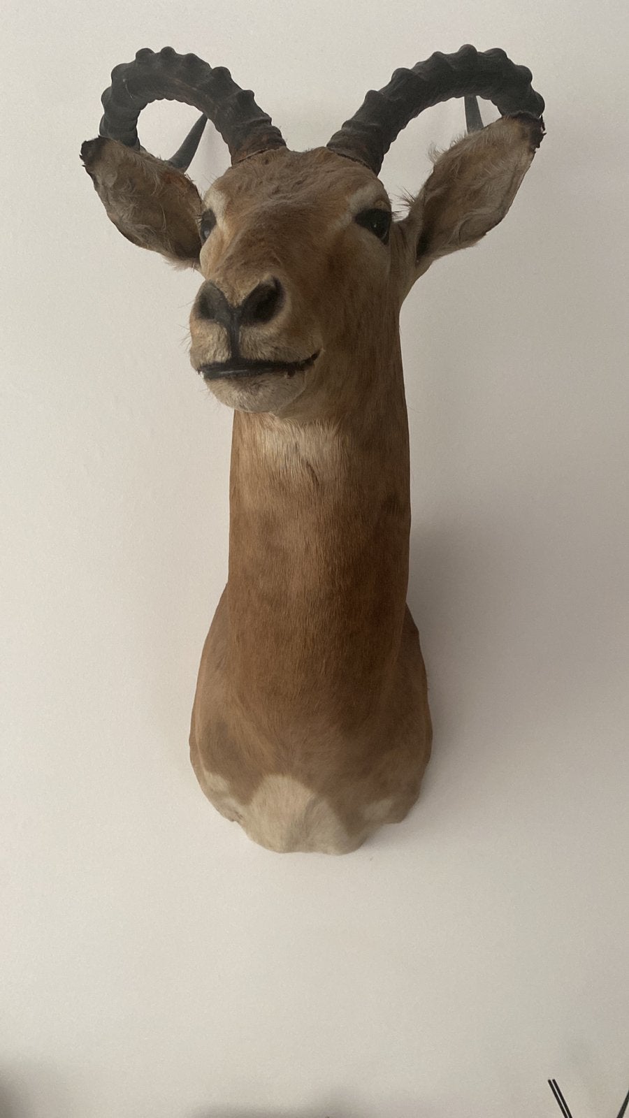 Mooi opgezette originele impala, Ophalen, Zo goed als nieuw, Overige soorten, Gewei of Kop