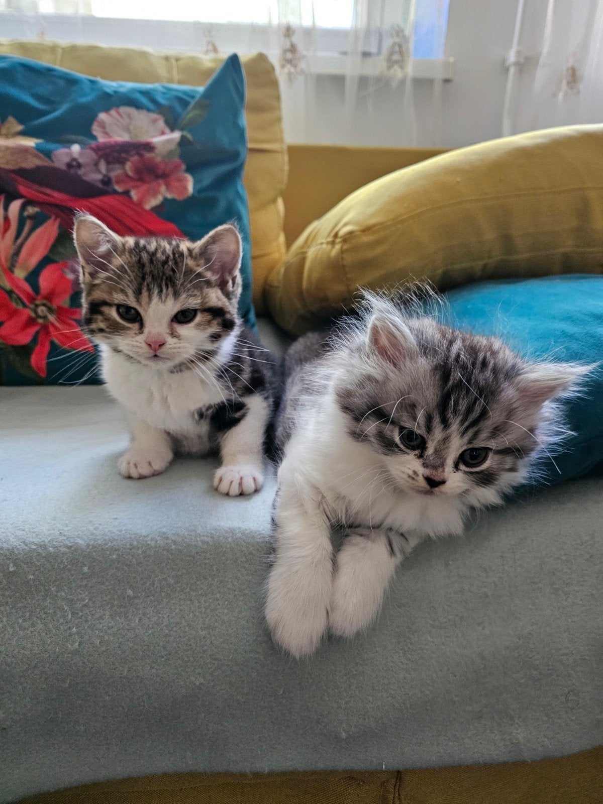 Twee schattige kittens zoeken een liefdevol thuis!, Meerdere dieren