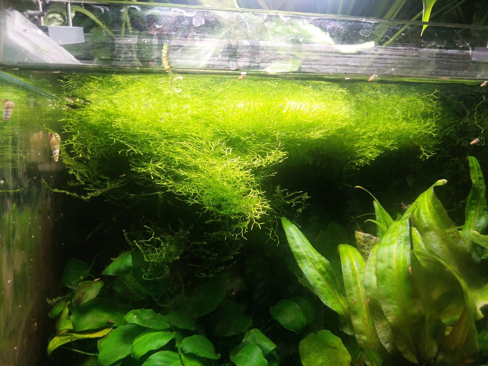 Aquarium mos, Ophalen, Plant(en), Steen of Hout