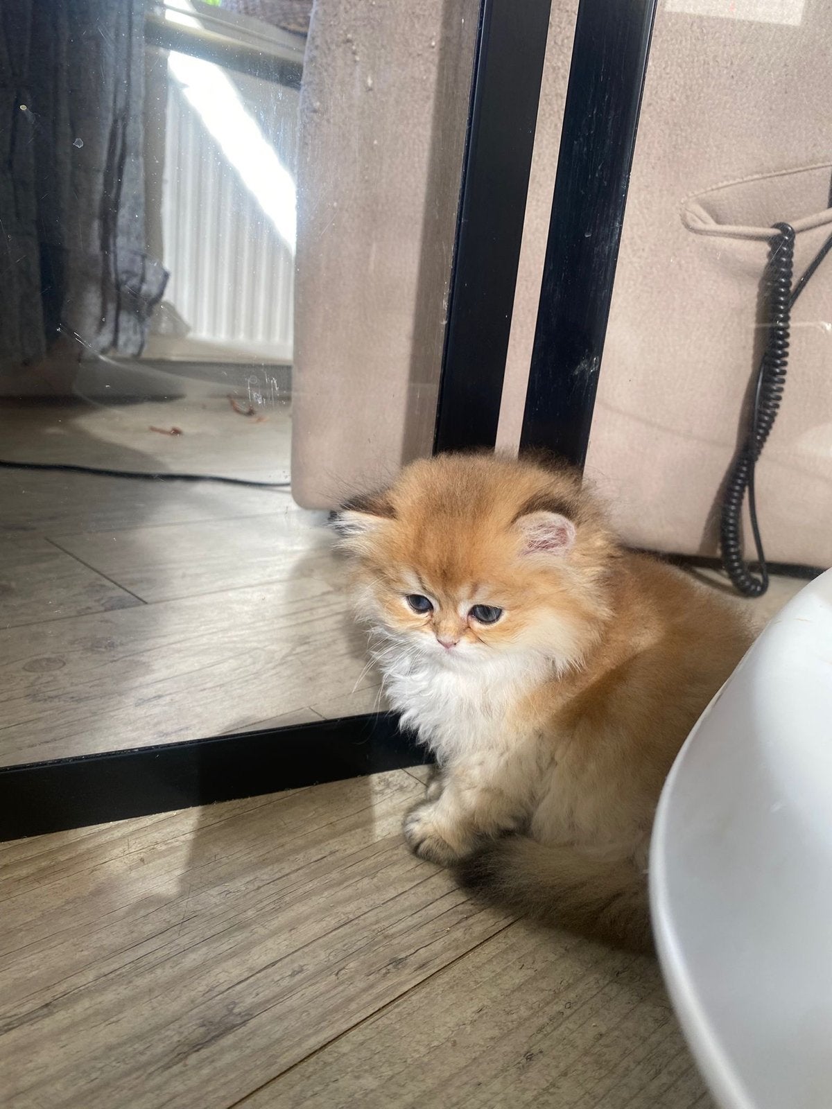 Brits langhaar katertje black golden shaded, Dieren en Toebehoren, Kater, Met stamboom, 0 tot 2 jaar